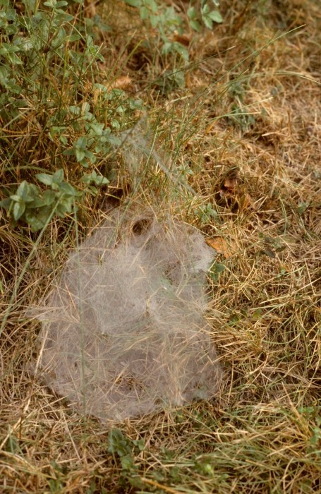photo of grass spider web