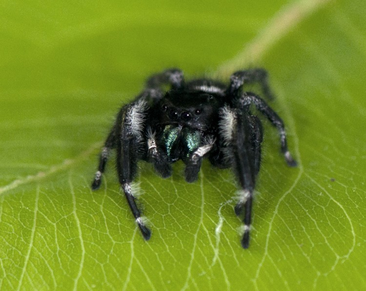jumping spiders (Family Salticidae) | spidersrule