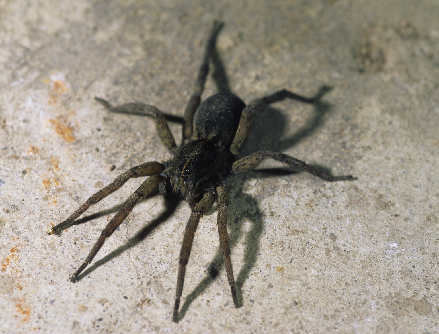 wolf spiders (Family Lycosidae) | spidersrule