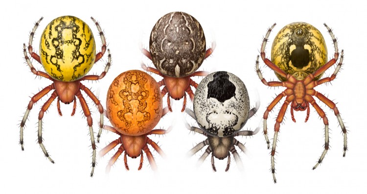 various color forms of Marbled Orbweaver