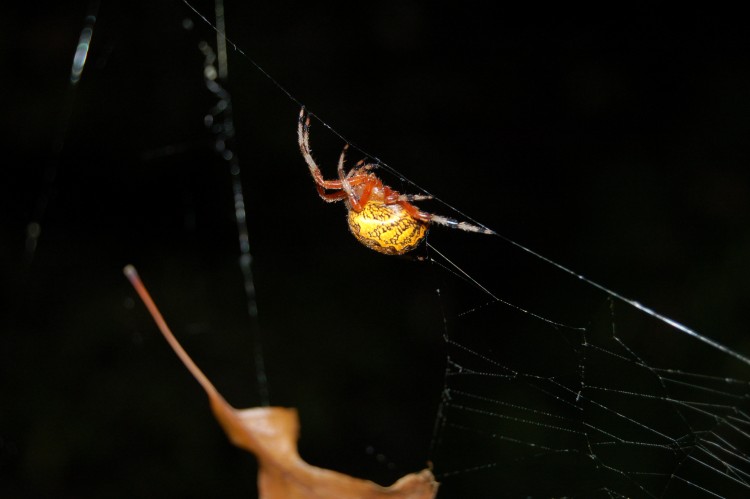 female Marbled Orbweaver climbing back into her retreat