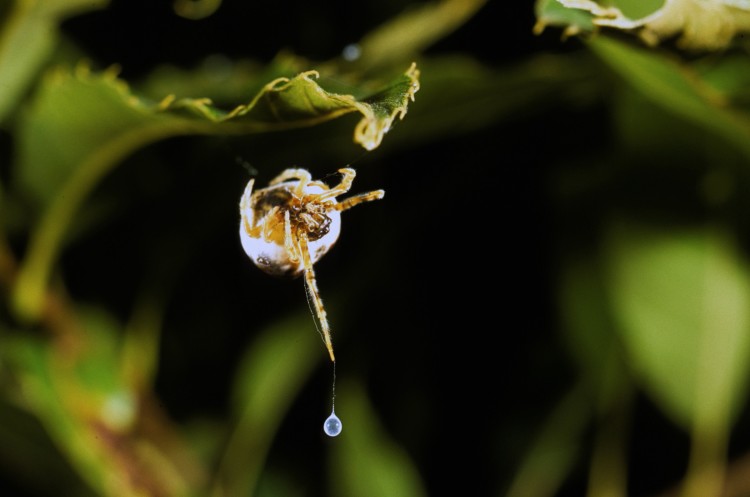 bolas spider (Mastophora hutchinsoni) hunting with her bolas