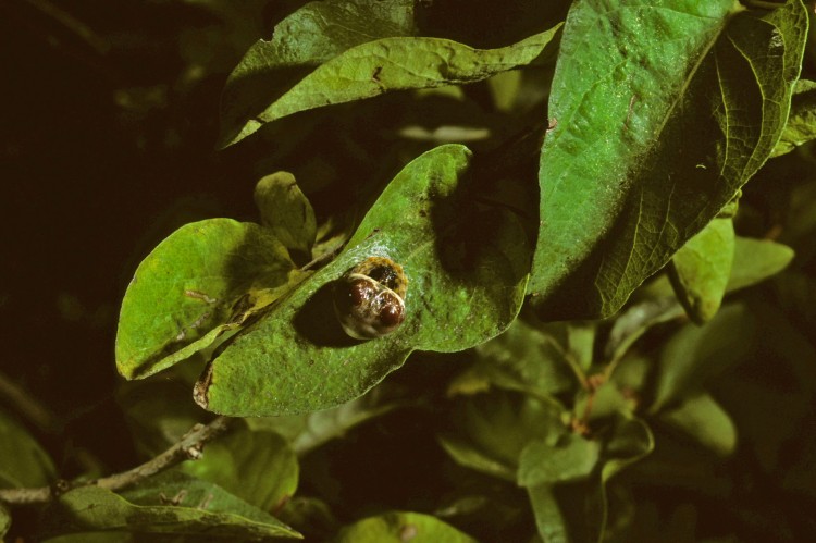 bolas spider (Mastophora hutchinsoni) resting pose