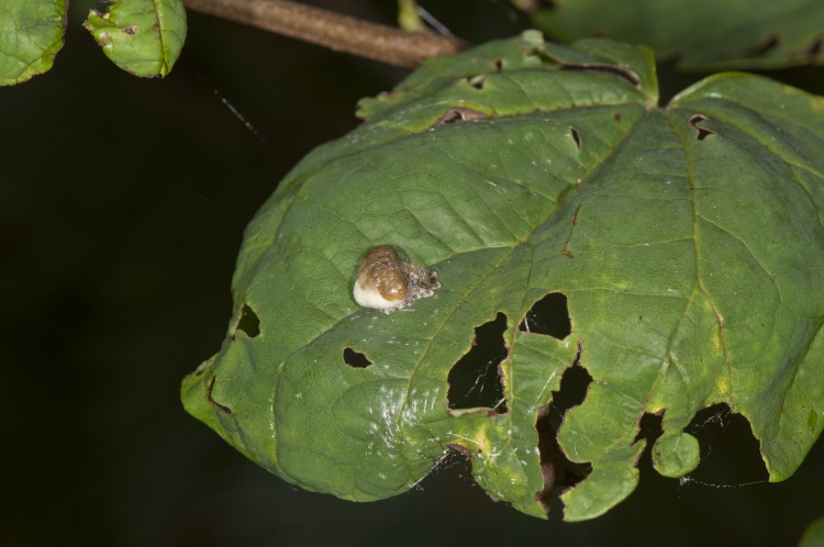 bolas spider (Mastophora phrynosoma) resting on a leaf