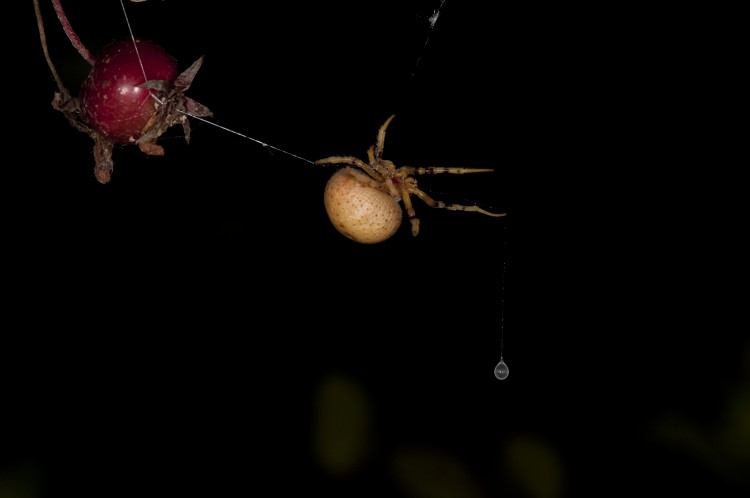 bolas spider (Mastophora timuqua) hunting with her bolas