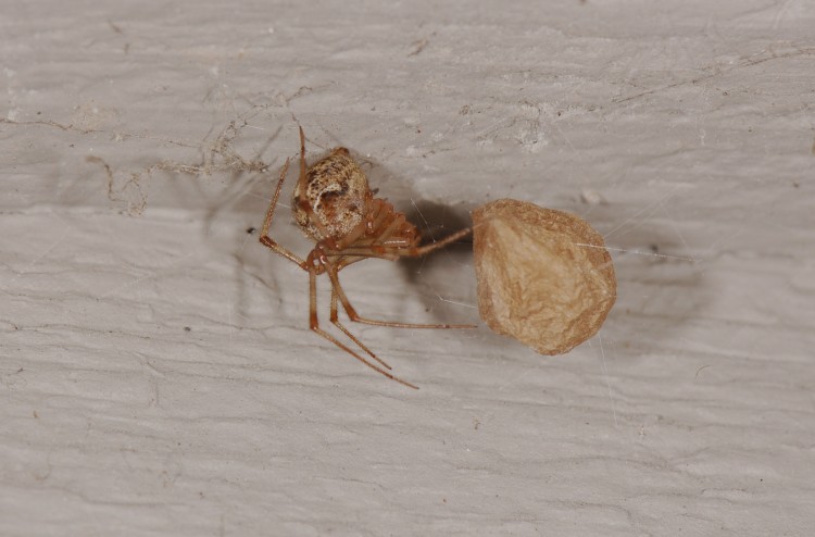 common house spider (Parasteatoda tepidariorum) with her egg case