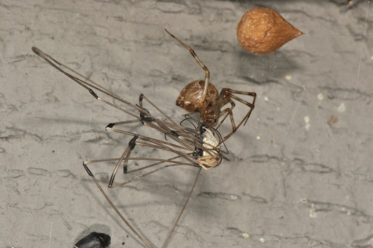 common house spider with harvestman prey