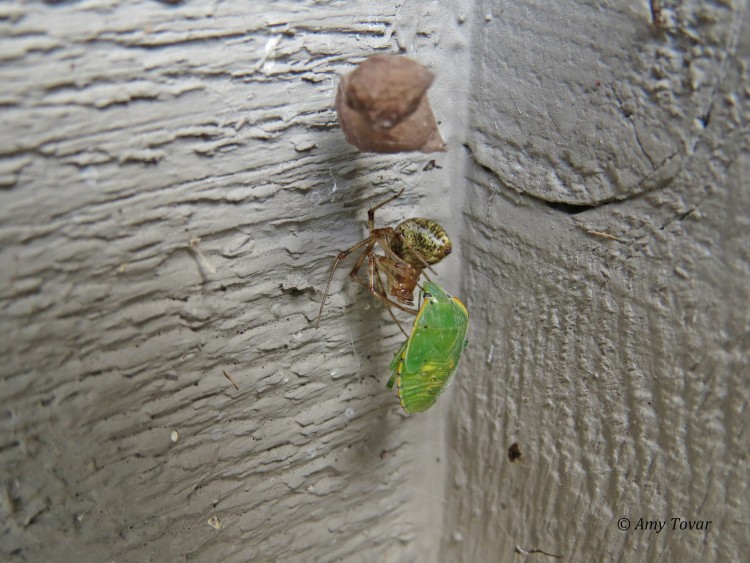 common house spider with green stink bug prey