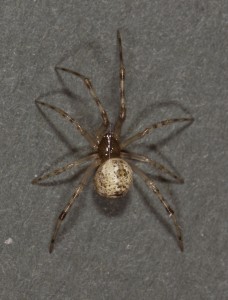 common house spider (Parasteatoda tepidariorum) pale female