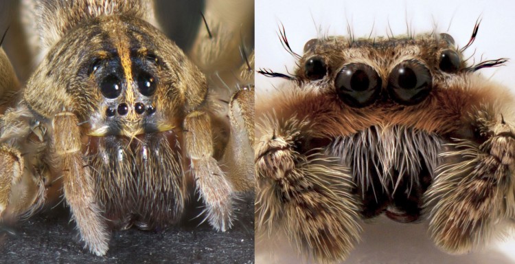 wolf spider face and jumping spider face