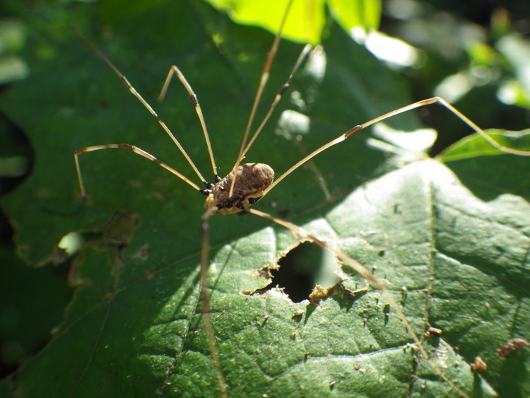 Harvestman, not a spider, but a related arachnid in the Order Opiliones