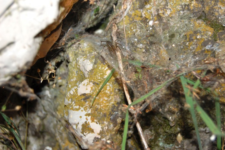 Agelenopsis, the grass spider after being lured out of her retreat