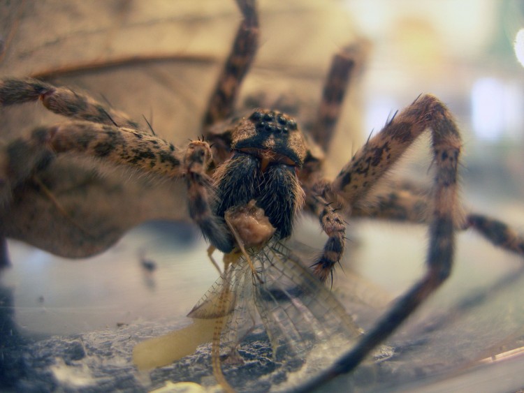 captive fishing spider (Dolomedes tenebrosus) eating a mayfly