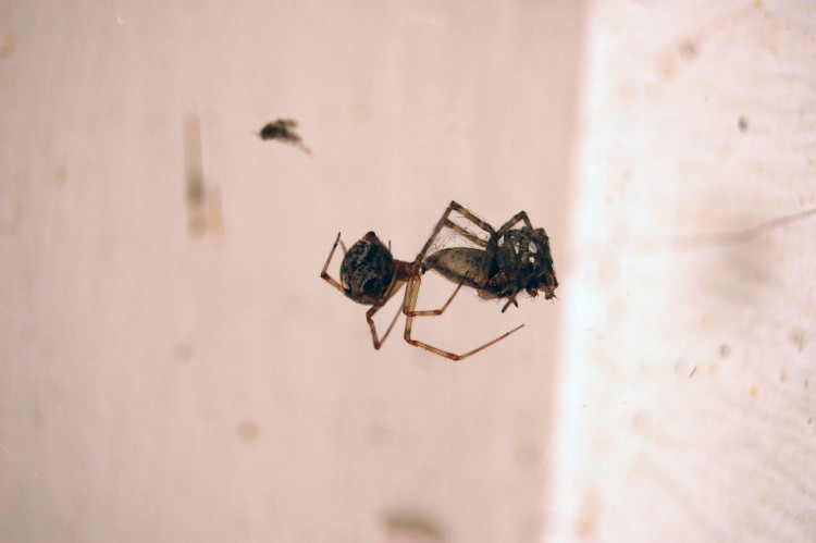 common house spider (Parasteatoda tepidariorum) with a bug prey item in the corner of the lab