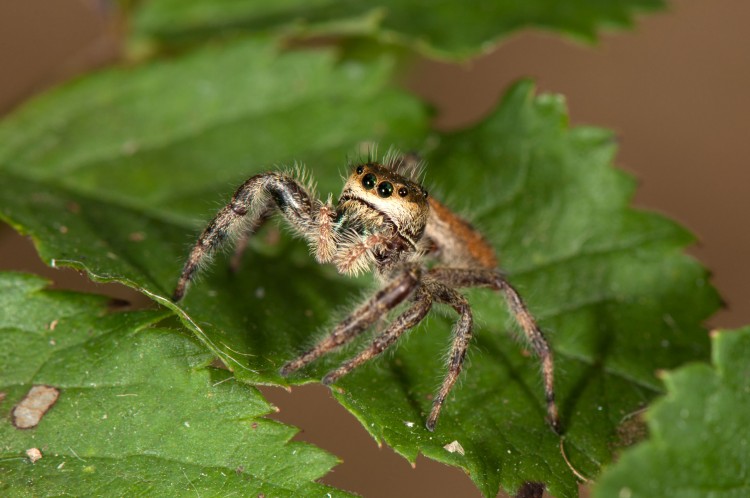jumping spider (Phidippus clarus) female