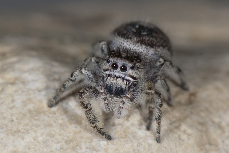 jumping spider (Phidippus putnami) female