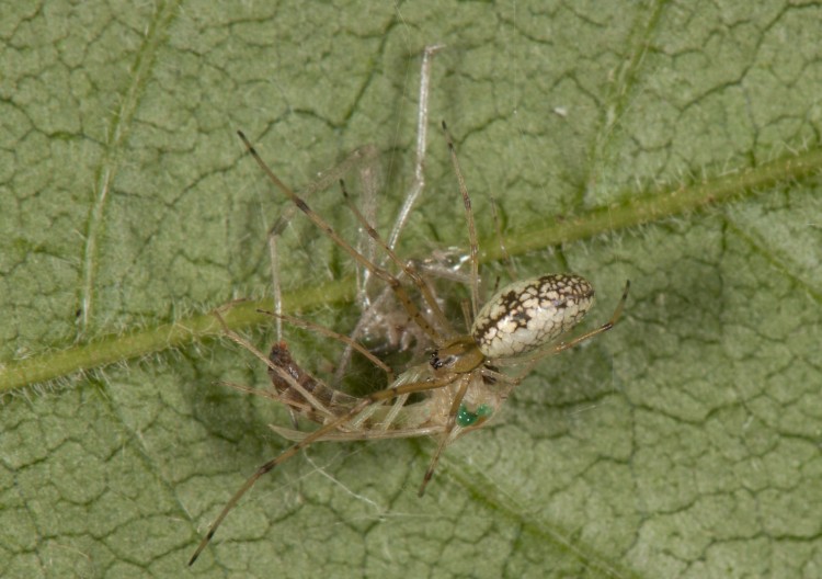 immature hammock spider (Pityohyphantes costatus) with a midge prey