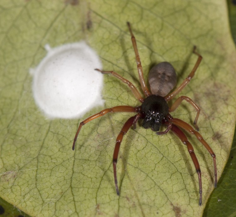 Trachelas tranquillus with her egg case
