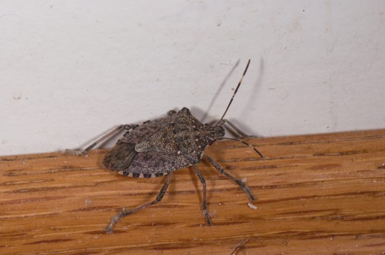 Brown Marmorated Stink Bug (Halyomorpha halys) crawling along the baseboard.