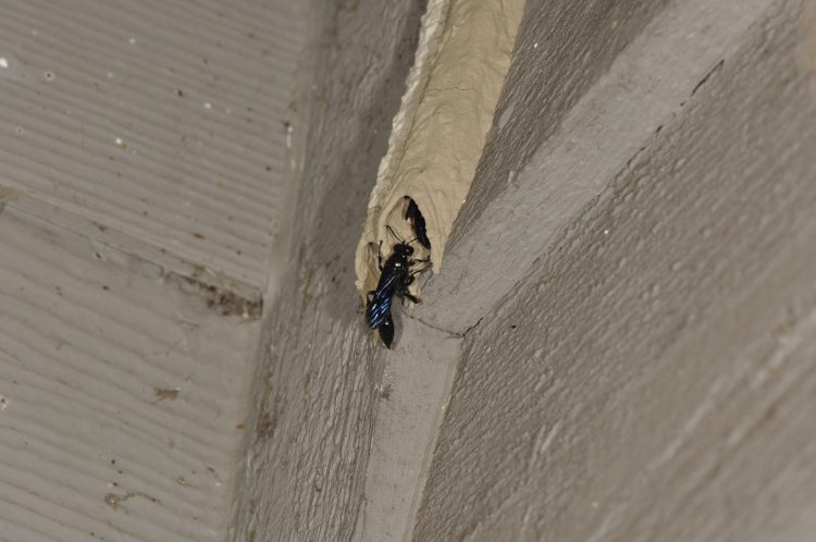 male Trypoxylon wasp guarding entrance to tube with female inside