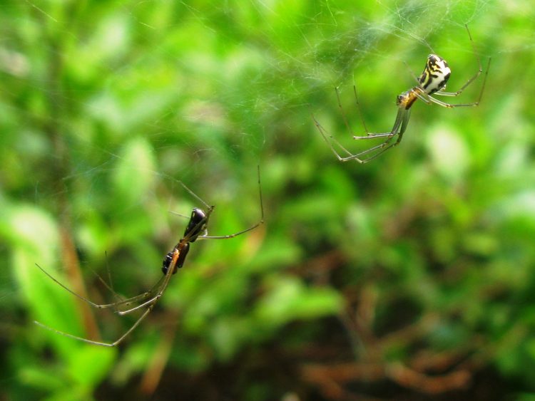 A pair of filmy dome spiders, male on left, by Sarah J. Rose