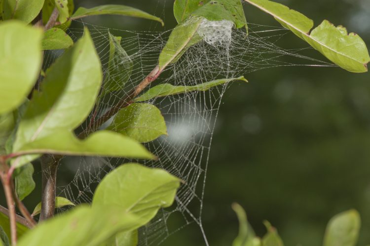 the orb web of a lattice orbweaver (Araneus thaddeus)
