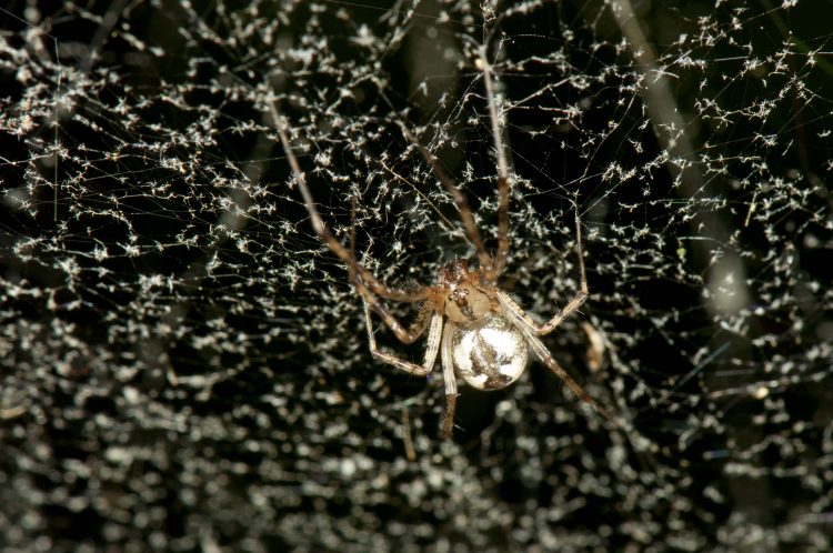 hammock spider (Pityohyphantes costatus) in her web that has been thoroughly coated with dust motes