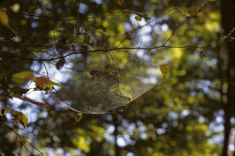 web of a hammock spider (Pityohyphantes costatus)