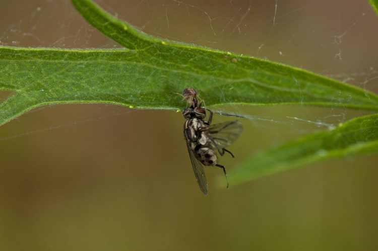 photo of mesweaver with large fly prey