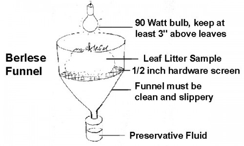 Funnel Beat Insect Sampling collecting spiders | spidersrule