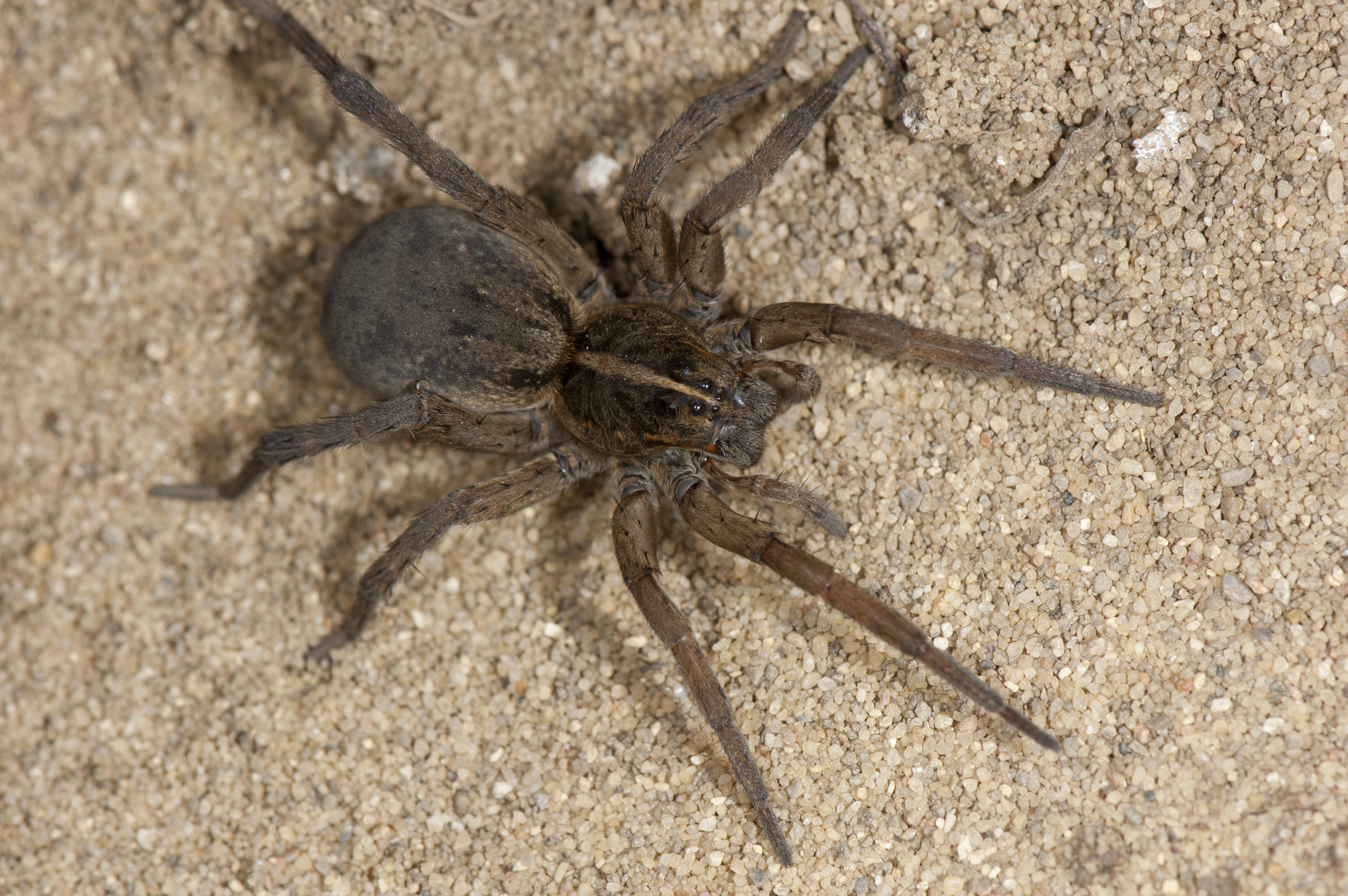 wolf spiders (Family Lycosidae) | spidersrule