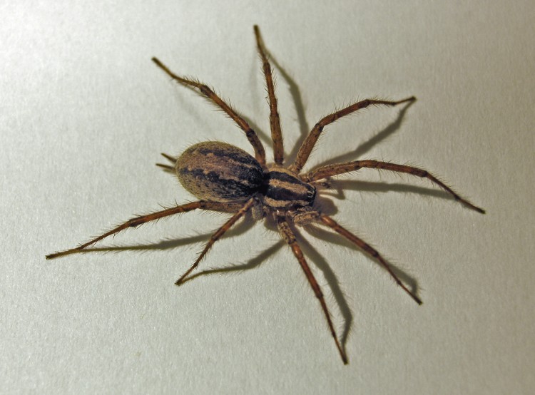 portrait of a grass spider