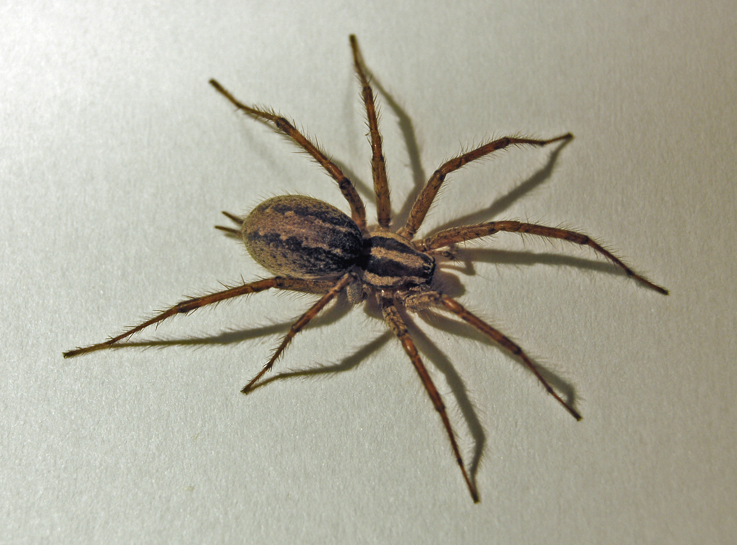 are ground spiders poisonous