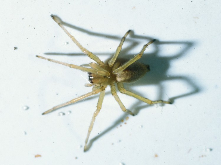 photo of yellow sac spider