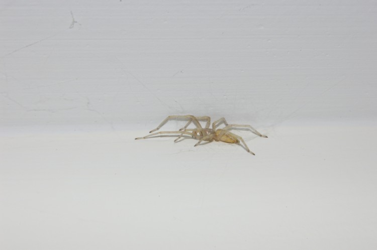 photo of yellow sac spider in cocoon