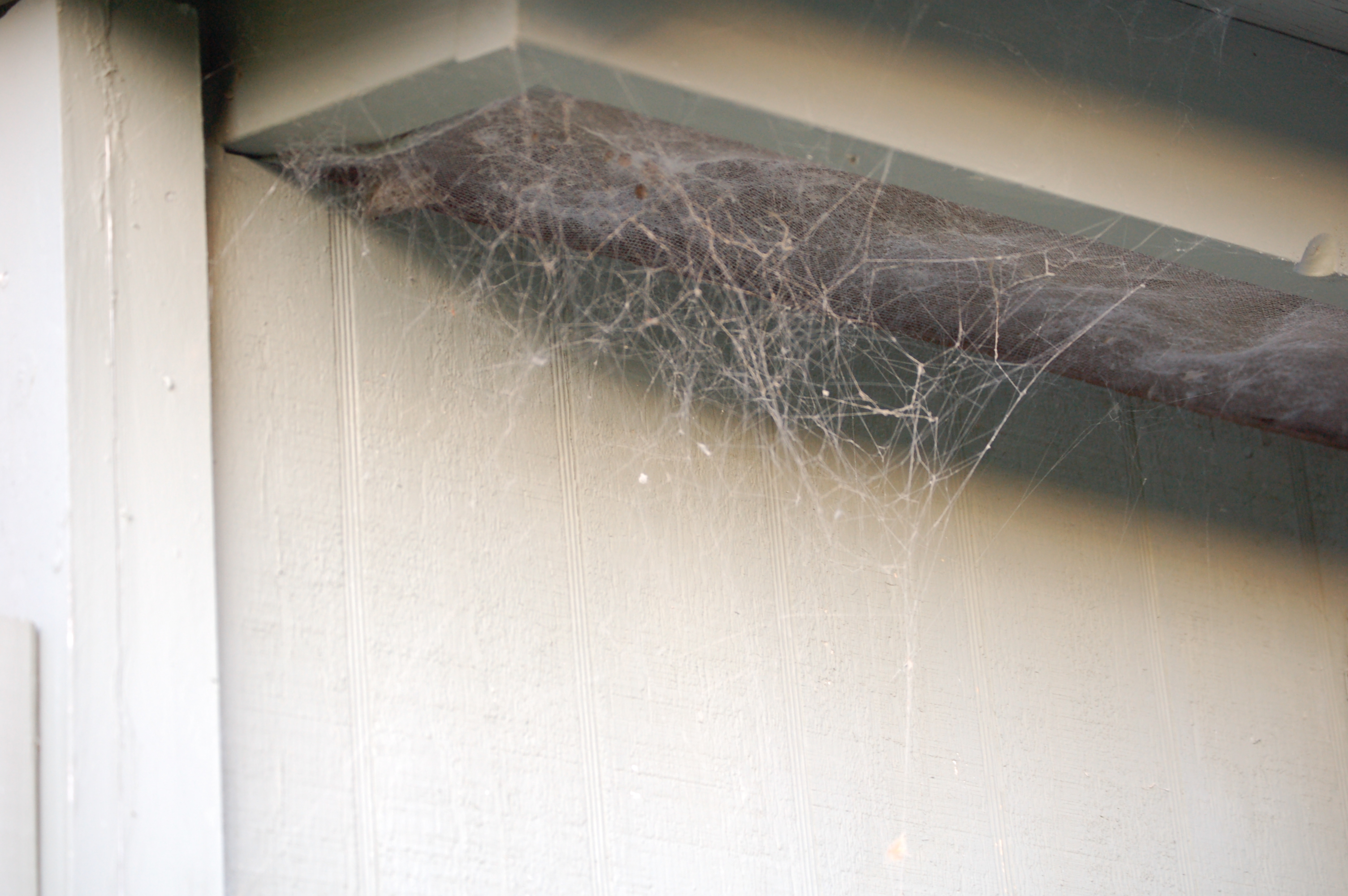 Identifying Spider Webs Around Your House – Aptive Environmental