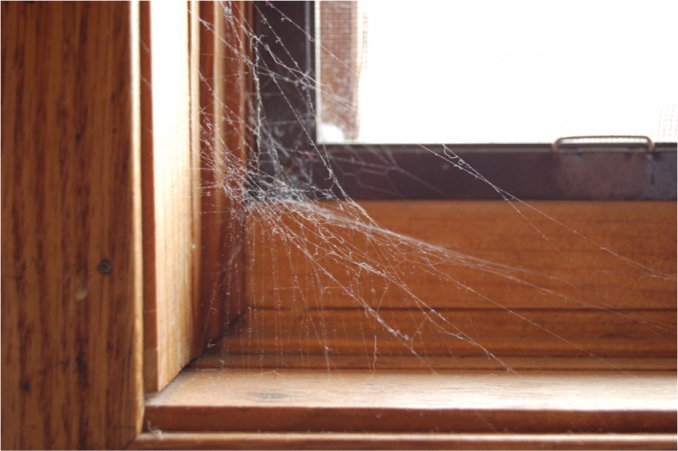 photo of a common house spider web