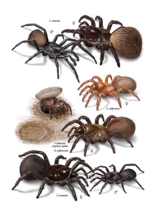 The common spiders of the United States. Spiders. thp: attid^ 57