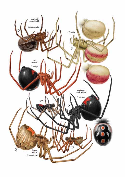 The common spiders of the United States. Spiders. THE CINIFL(3NID