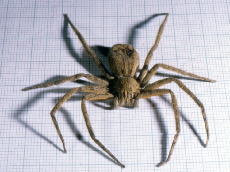 photo of dead wandering spider