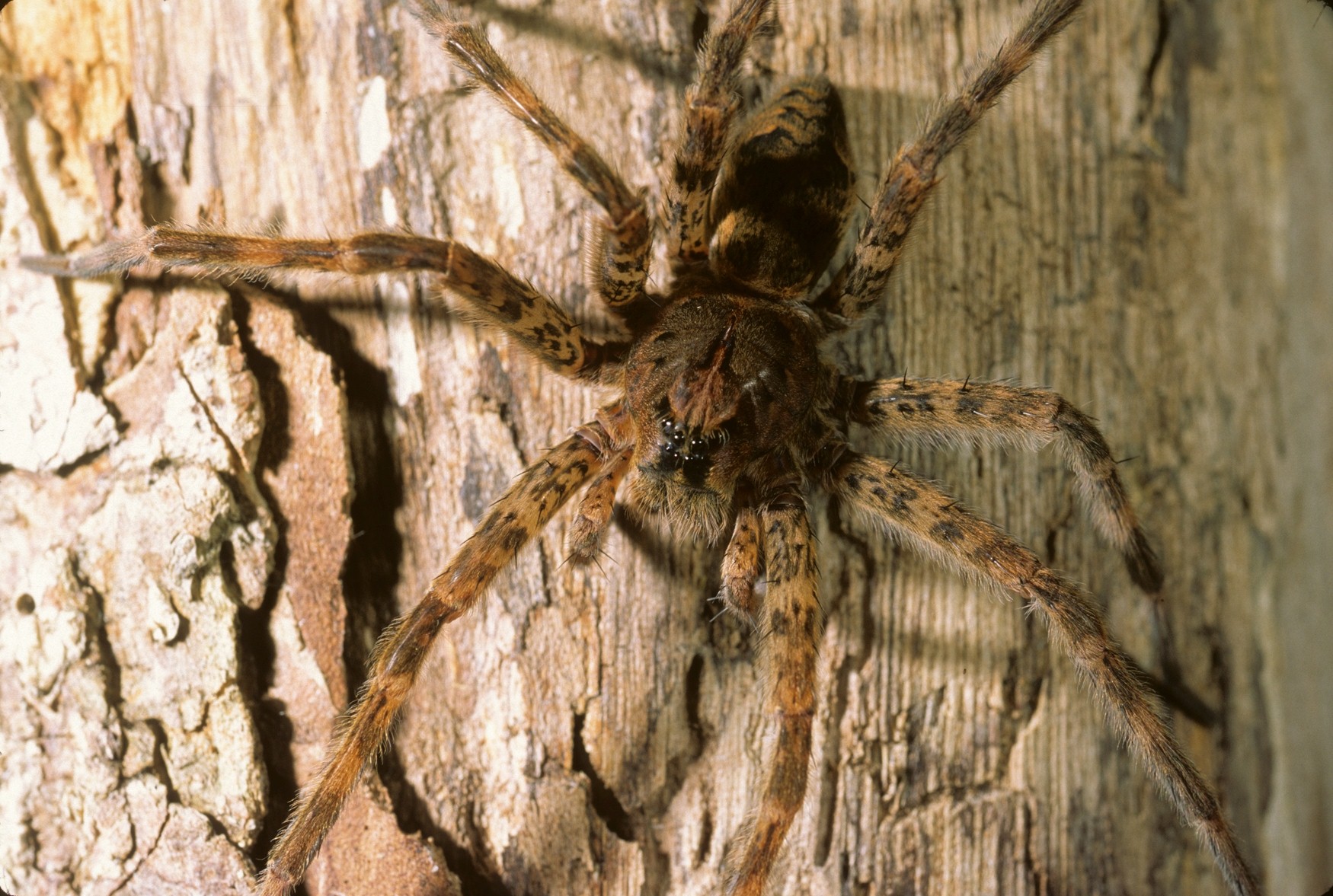 Nursery Web & Fishing Spiders - North American Insects & Spiders