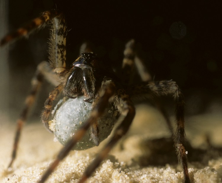 photo of Dolomedes tenebrosus with her egg case