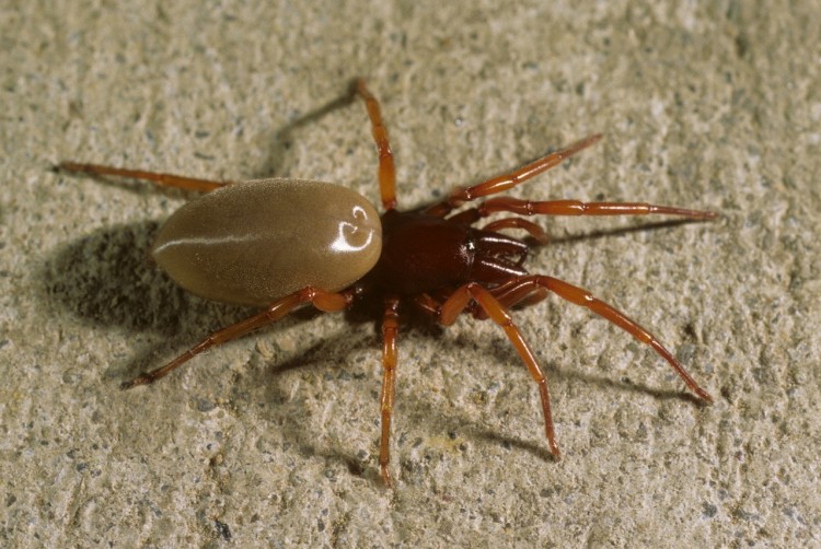 photo of female woodlouse spider