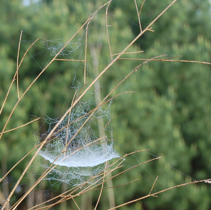 photo of a bowl-and-doily spider's web