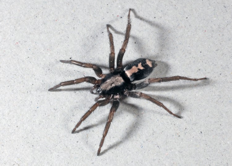 photo of parson spider