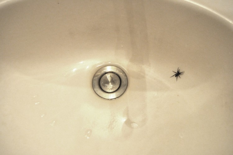 photo of parson spider in my sink