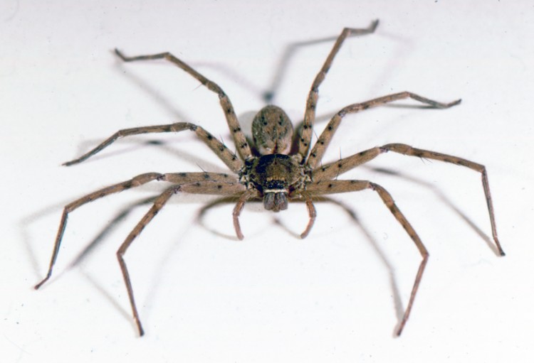 photo of female huntsman spider