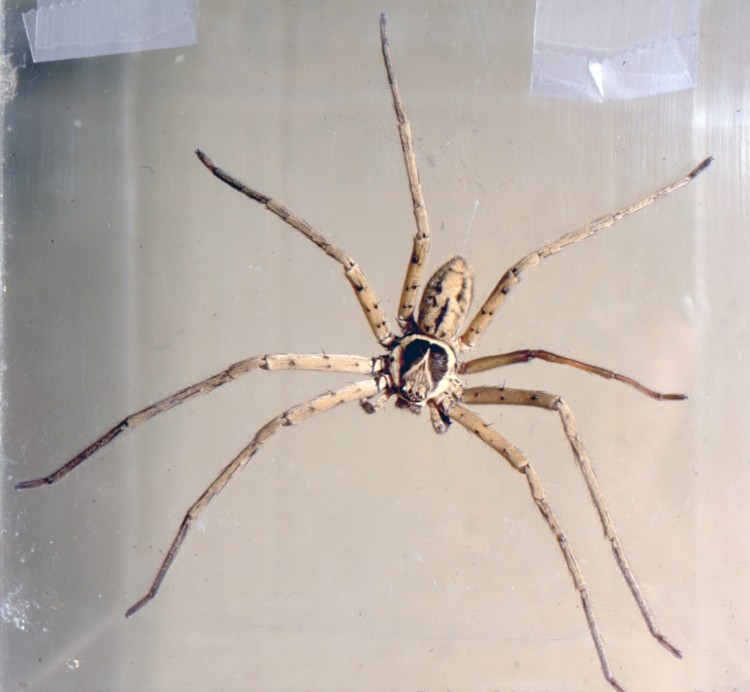 photo of male huntsman spider