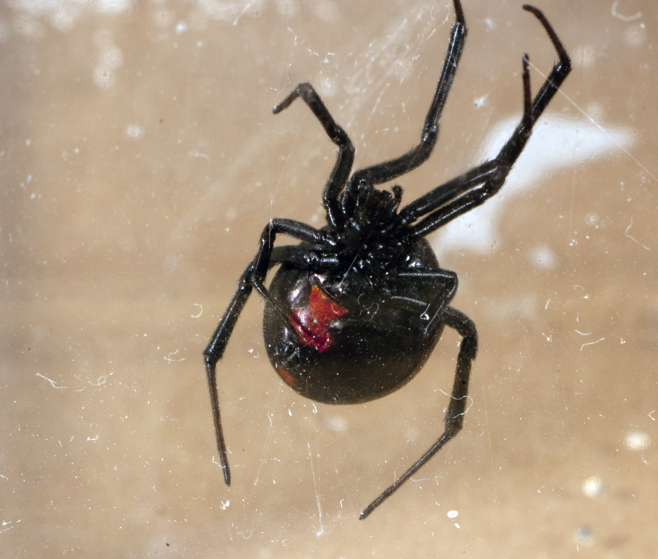 Brown recluse, yellow sac, and black widow spiders all live in Kansas