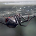 photo of northern black widow hanging in a web